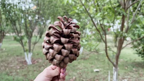 Hand Holding Pinecone Close Up Stock Footage 342915869