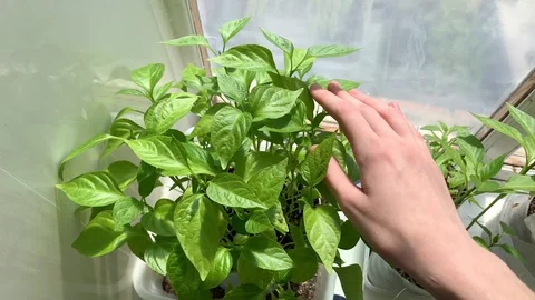 A hand holding a plant Stock Footage 129600853