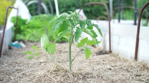A hand holding a plant Stock Footage 133216404