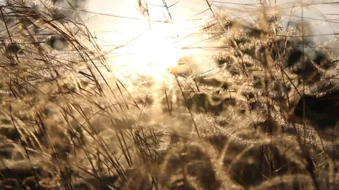 A hand holding a plant Stock Footage 133268751