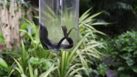 Hand is holding the plastic bottle insert snake in order to be released Stock Footage 153321197