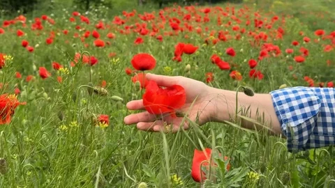 Hand Holding Poppy Stock Footage 310821627