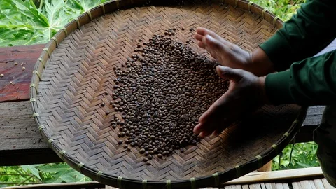 Hand holding process coffee beans 스톡 동영상 116364549