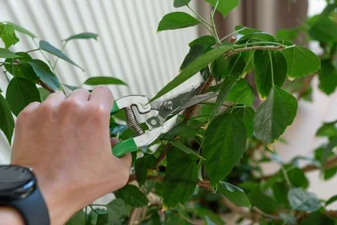 Hand holding pruning shears cutting green plant branch detailed close up na.. Stock Photos