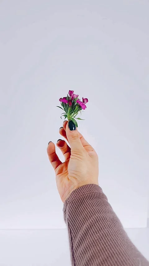 Hand holding purple flowers, tiny purple blooms, charming flower Video stock 306959673