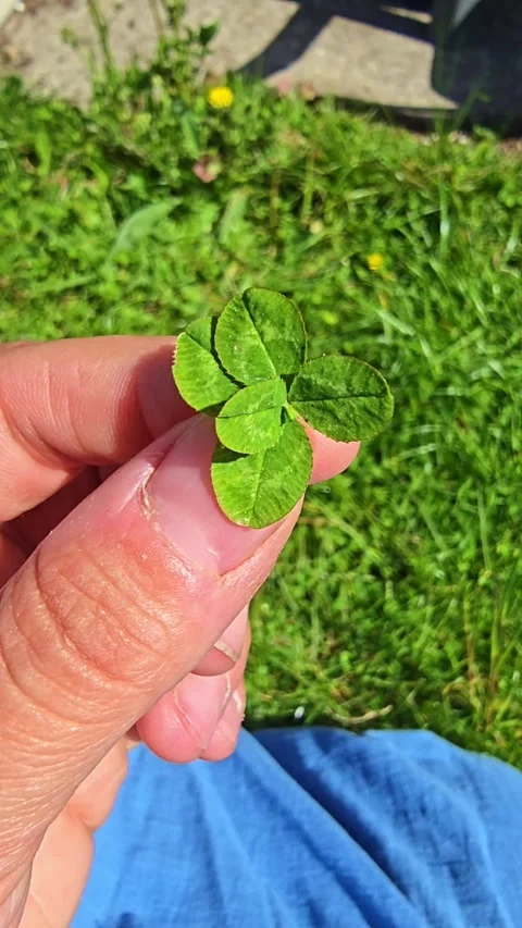 Hand Holding Rare Five Leaf Lucky Clover Outdoors Stock Footage 335473278