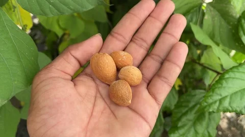 Hand Holding Raw Almonds with Shells in Natural Light Stock-Footage 320285544