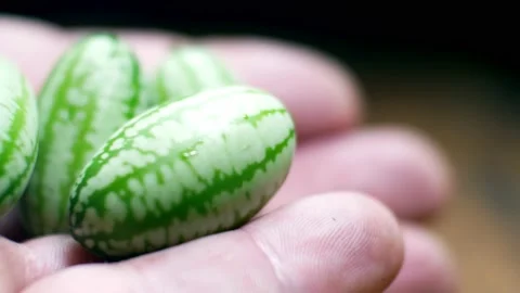 Hand holding raw fresh tiny green Mexican cucamelon selective focus dolly Video stock 138130107