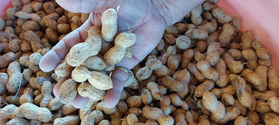 Hand Holding Raw Peanuts in Shell Stock Photos