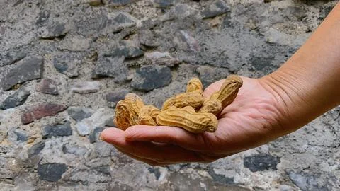 Hand holding raw peanuts in shells Stock Photos