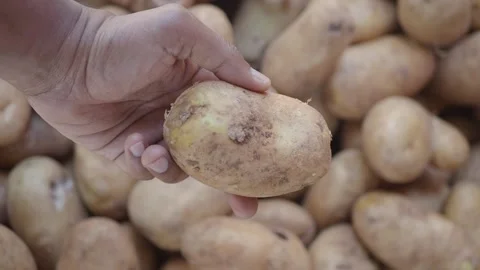 Hand holding a raw potato over pile of fresh potatoes, close up, organic pr.. Vídeos de archivo 332269231