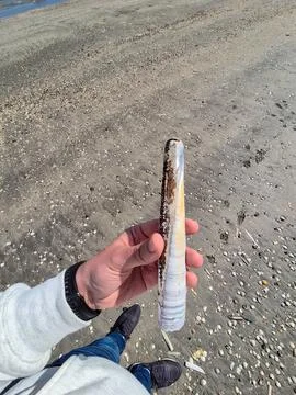 Hand Holding Razor Clam Shell on Sandy Beach 库存照片