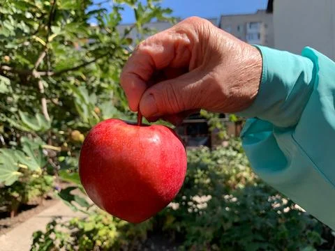 Hand Holding Red Apple by Stem Stock Photos