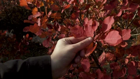 Hand holding red autumn leaf Stock Footage 320799847