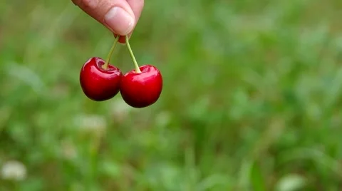 Hand holding red cherry Stock Footage 52209579