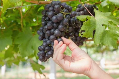 Hand holding red grape Foto stock