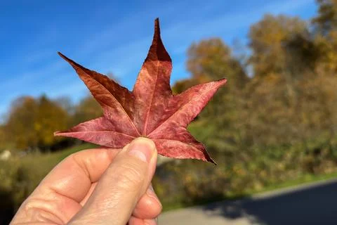 Hand holding a red maple leaf against a clear autumn sky Stock Photos