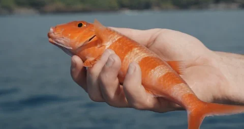 Hand holding red ocean fish during deep sea trip Stock Footage 96762292