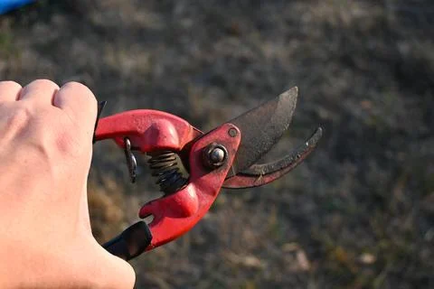 Hand holding red pruning shears Stockfoto's