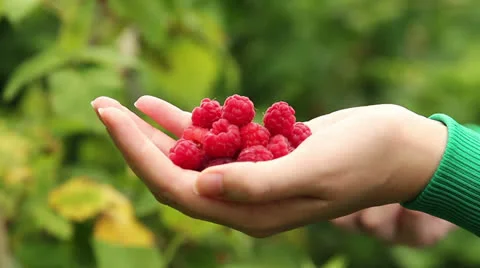 Hand holding red raspberries Stock Footage 24881008