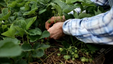 Hand holding red strawberries from the Bush Stock Footage