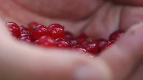 Hand holding redcurrant berries Stock Footage 108736589