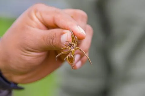 Hand holding rest of a small bug exoskeleton after transforming, inside of the 스톡 사진