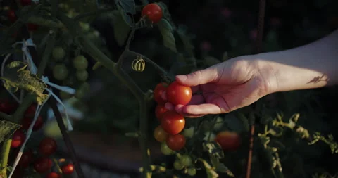 Hand holding ripe cherry tomatoes on vine Stock Footage 313794164