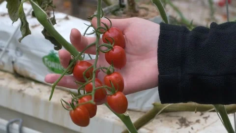 Hand Holding Ripe Cherry Tomatoes on Plant in Greenhouse Stock-Footage 346169540