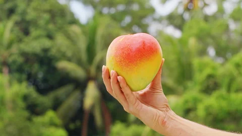 Hand Holding Ripe Mango Close Up Against Tropical Palm Background Bright Color F Stock Footage 331868138