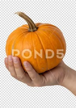 Hand holding ripe orange pumpkin, autumn harvest isolated PSD Template
