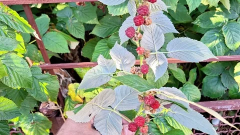 Hand Holding a Ripe Raspberry Branch with Red Berries in the Garden Stockbeeldmateriaal 346350826