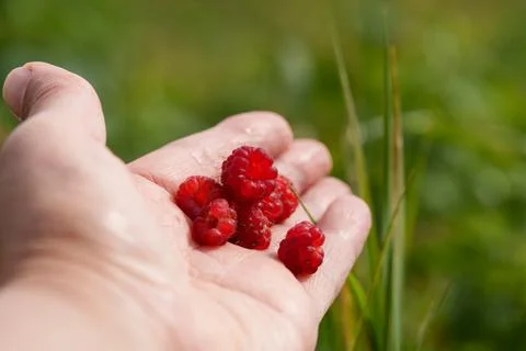 Hand holding ripe raspberry cluster with hoverfly resting near fruit, showing Foto stock