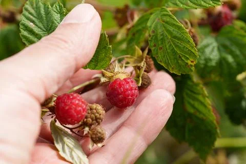 Hand holding ripe raspberry cluster with hoverfly resting near fruit, showing Foto stock