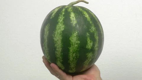 Hand holding ripe watermelon on simple background, emphasizing freshness and Vidéo 280187362