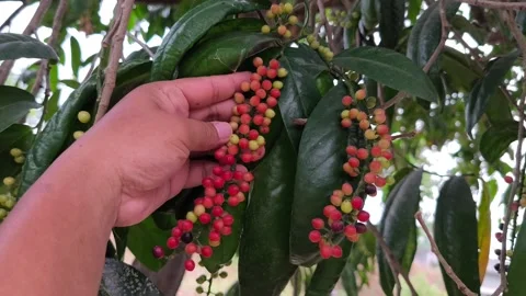 Hand Holding Ripening Bignay Fruit Cluster Stock Footage 343988696