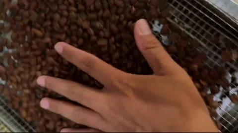 Hand holding roasted coffee beans close up. Stock Footage 320504832