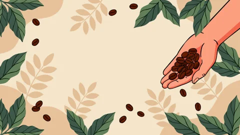 Hand Holding Roasted Coffee Beans with Botanical Leaves Background 库存影片 344376350