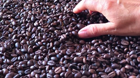 Hand Holding Roasted Coffee Beans Close Up Stock Footage 345485967