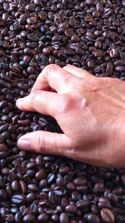 Hand Holding Roasted Coffee Beans Close Up Stock Footage 345486790