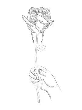 Hand holding a rose vector sketch. Valentine's day concept. Stock Illustration