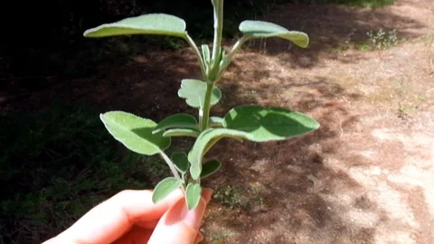 Hand holding sage Stockbeeldmateriaal 101595557