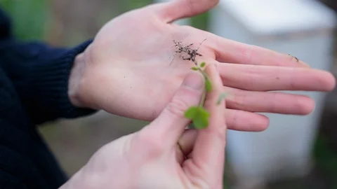 Hand holding a sapling Vídeos de archivo 94882384