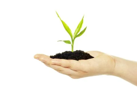 Hand holding sapling Foto stock
