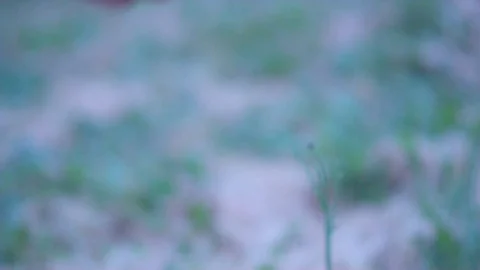 Hand holding sapling plants Stock Footage 76139218