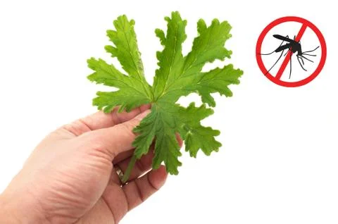 Hand holding scented geraniums leaf close up mosquitoes repellent Stock Photos