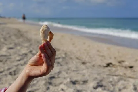 Hand holding seashell on sandy beach with Gulf of Mexico waves and bright blue Stock Photos