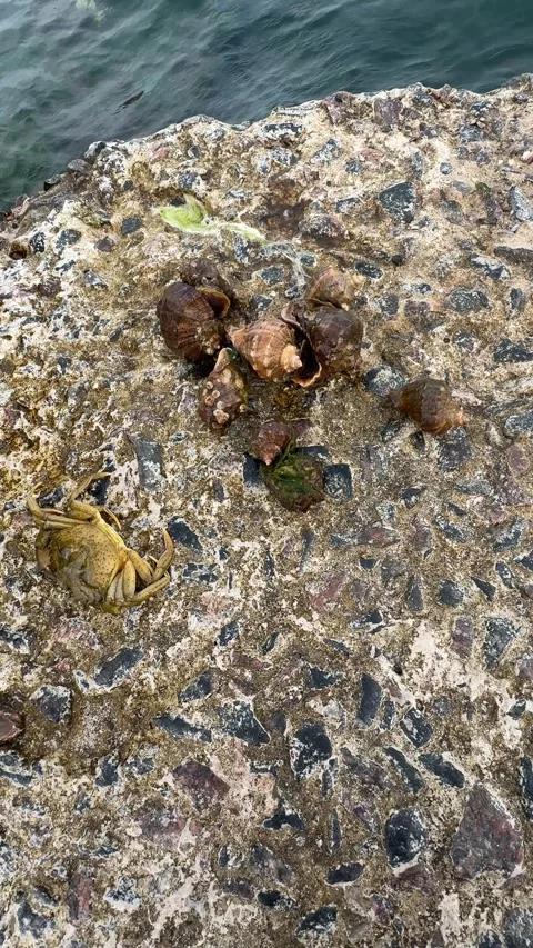 Hand holding seashells on concrete pier Stock Footage 339730380