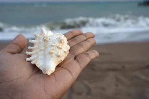 Hand holding a shell on a sandy beach near the sea 写真素材