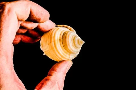 A hand holding a shell with a spiral pattern Stock Photos
